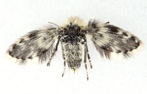 Réf. 356 935 : Clytocerus sp.